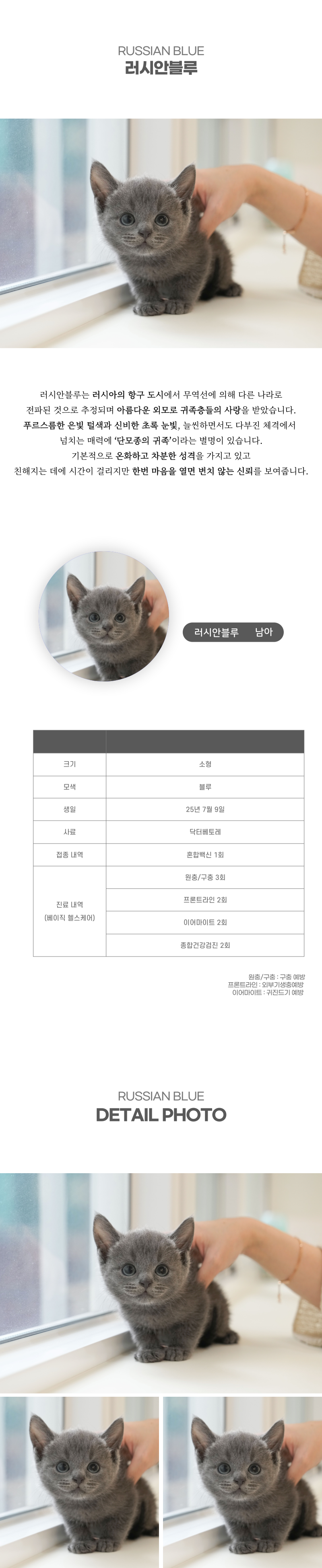 러시안블루_상세이미지_2